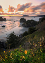 wildflowers and Trinidad Beach from Scenic Drive