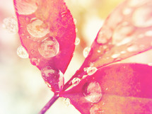water droplets on red leaves 