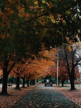 row of fall trees 