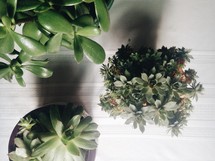 potted succulent plants 