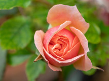 Peach Coloured Rose in the Garden
