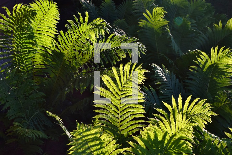 A close up of a group of ferns just before sunset