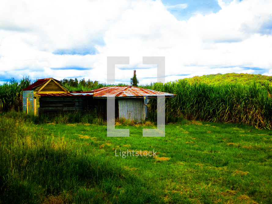 Cane field and country shack 