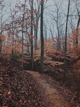 a dirt path through a fall forest 