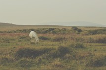 a grazing horse 