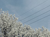 white spring blossoms and power lines 