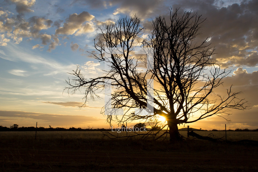 tree with bare branches in a field at sunset 
