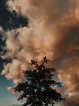 tree under a cloudy sky 