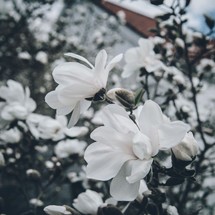 white spring blossoms on a tree 