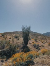 desert cactus 