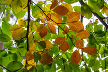 Translucent Green and Orange Beech Tree Leaves in Autumn