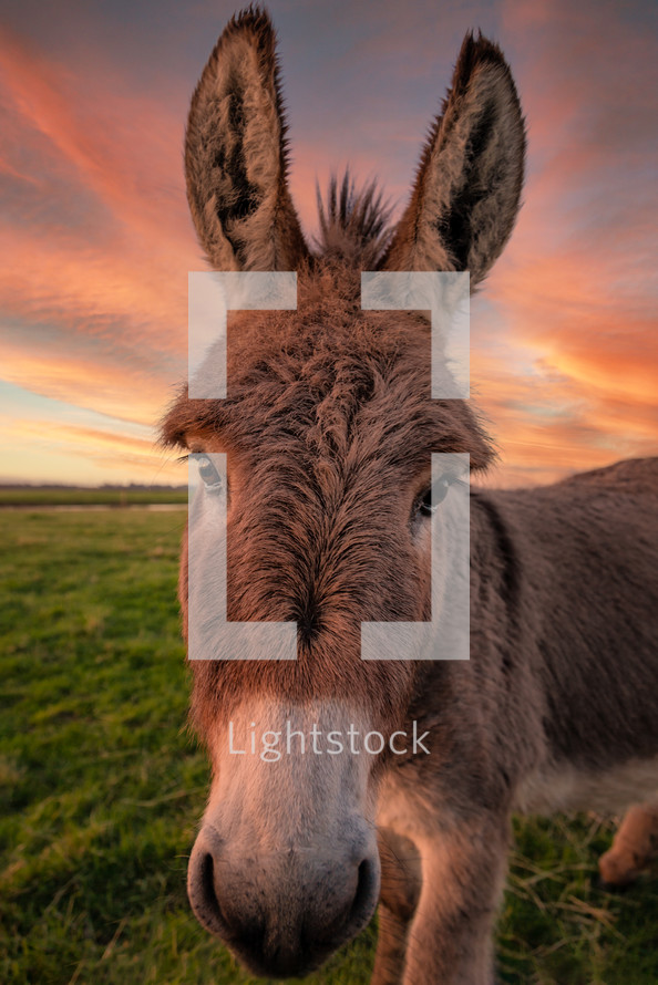 Donkey Poses for the Camera at Sunset