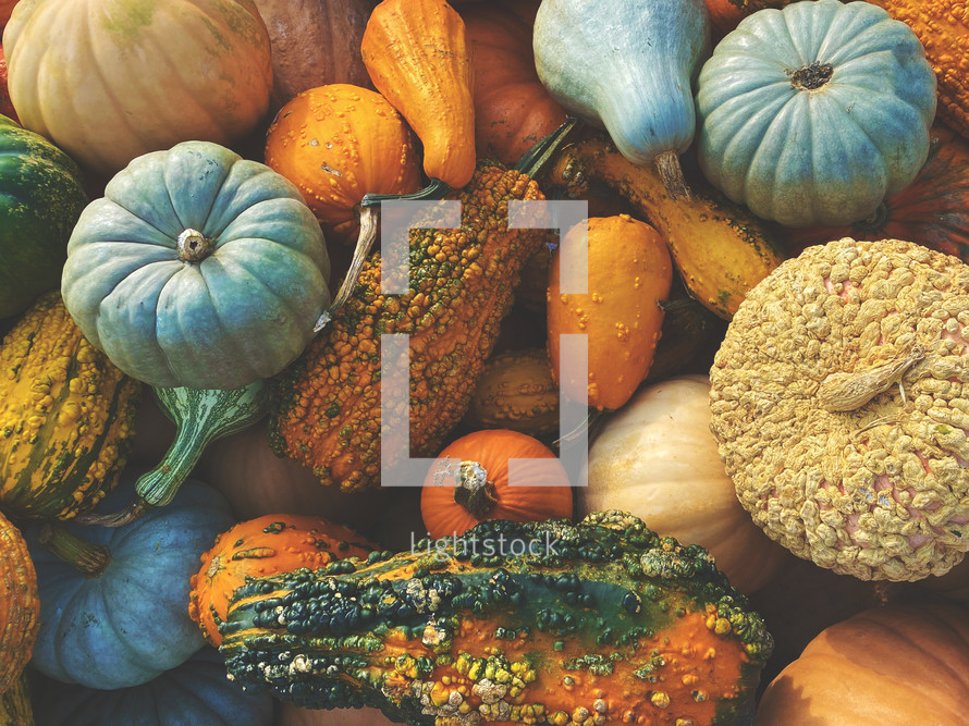 Fall pumpkins and gourds harvest background
