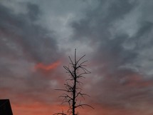 branches of a bare tree against a sky at sunset 
