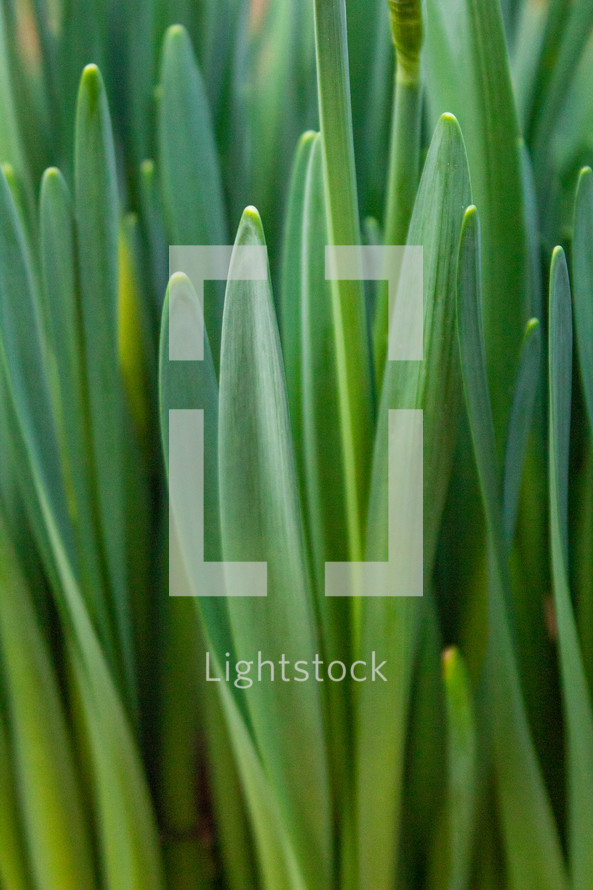 An Array of Green Daffodil Leaves