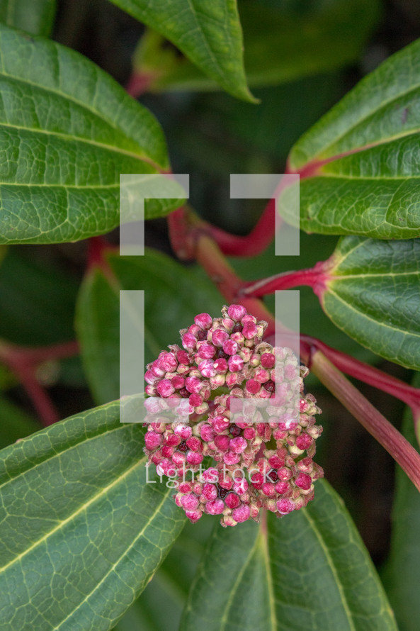 Pink Viburnum Flower Budding in Spring