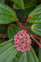 Pink Viburnum Flower Budding in Spring