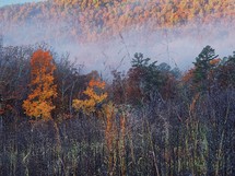 fog and fall landscape 