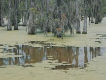 cypress trees in water 