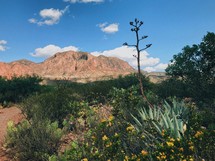 desert plants 