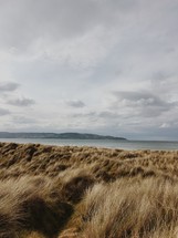brown grasses along a shore 