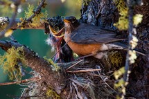 mother robin feeding his babies. 