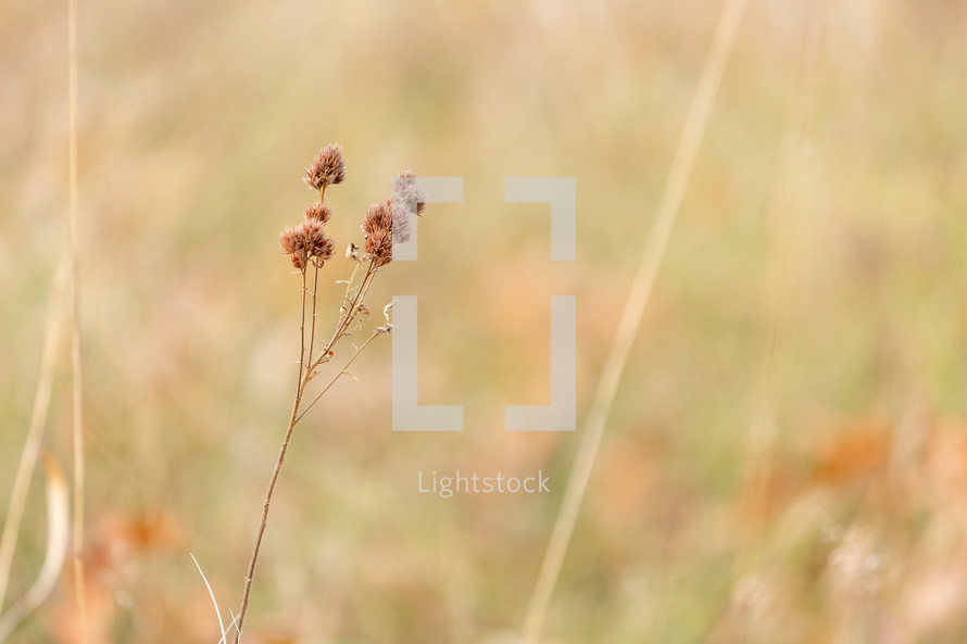 delicate dry grass in autumn