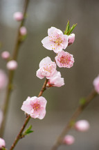 spring peach blossoms 
