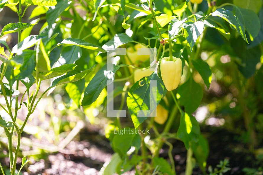 White pepper growing in garden