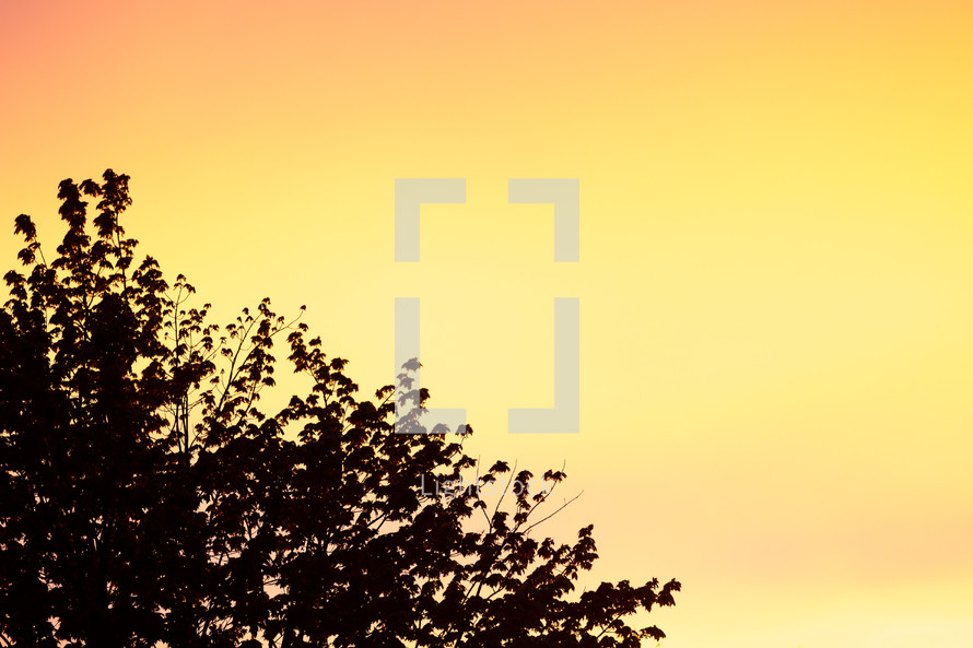 Simple sunset with silhouetted trees