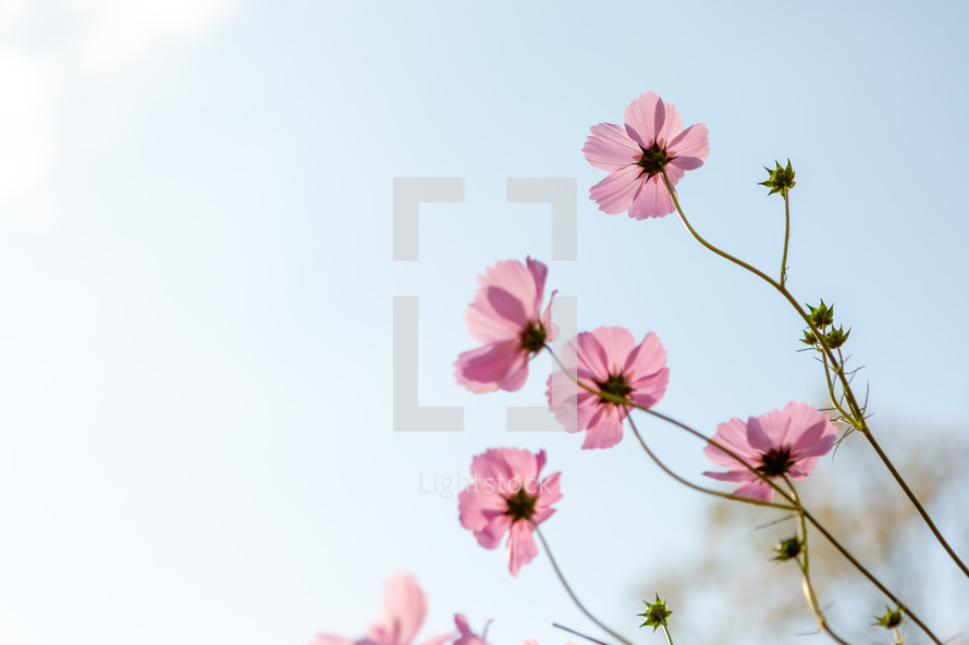 Pink cosmos flowers contrasted against bright blue sky