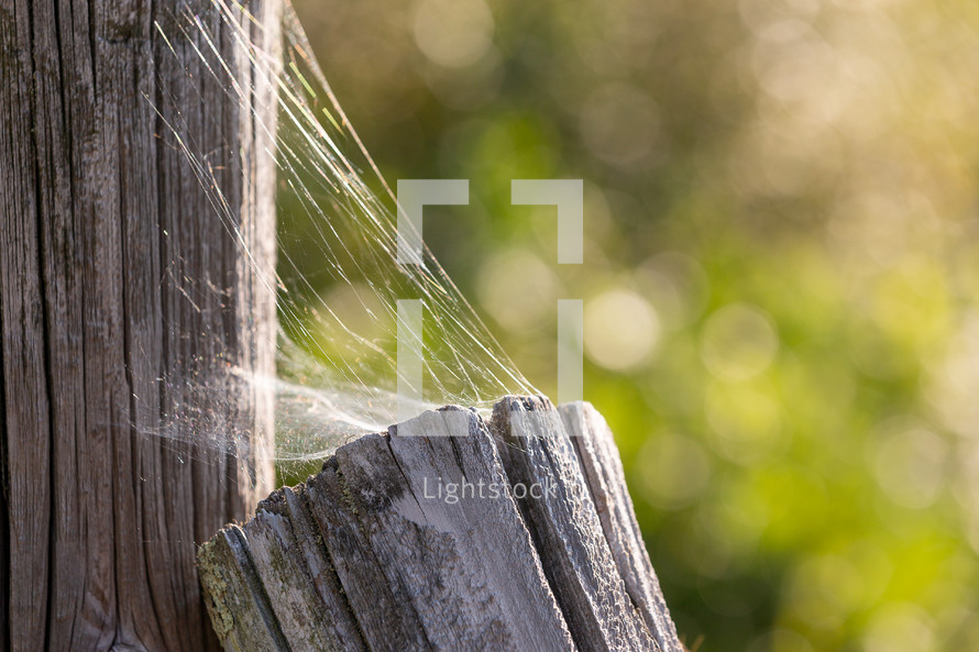 spider web on fence posts 