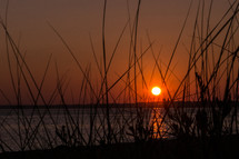 Silhouetted grass at beach with sunset