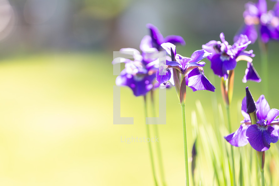 Purple iris flowers with soft background