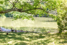 Refreshing scene with ducks and a tree overhanging water
