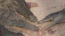 Crocodiles competing for food inside the group