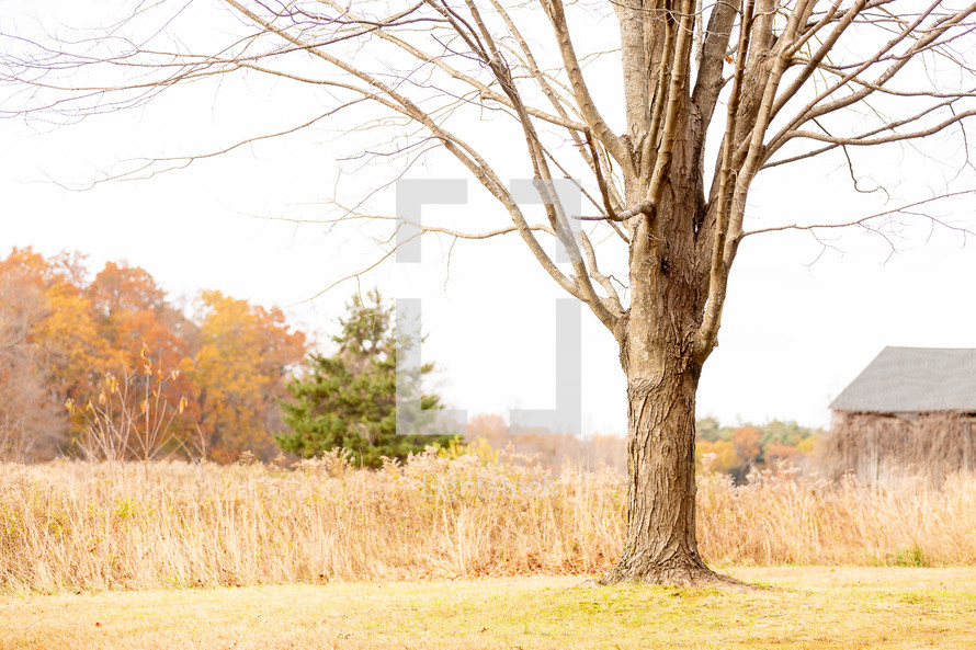 Bare tree in front of meadow in autumn