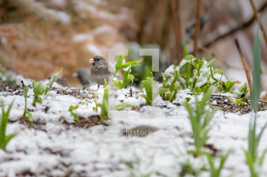 bird on the ground in snow 