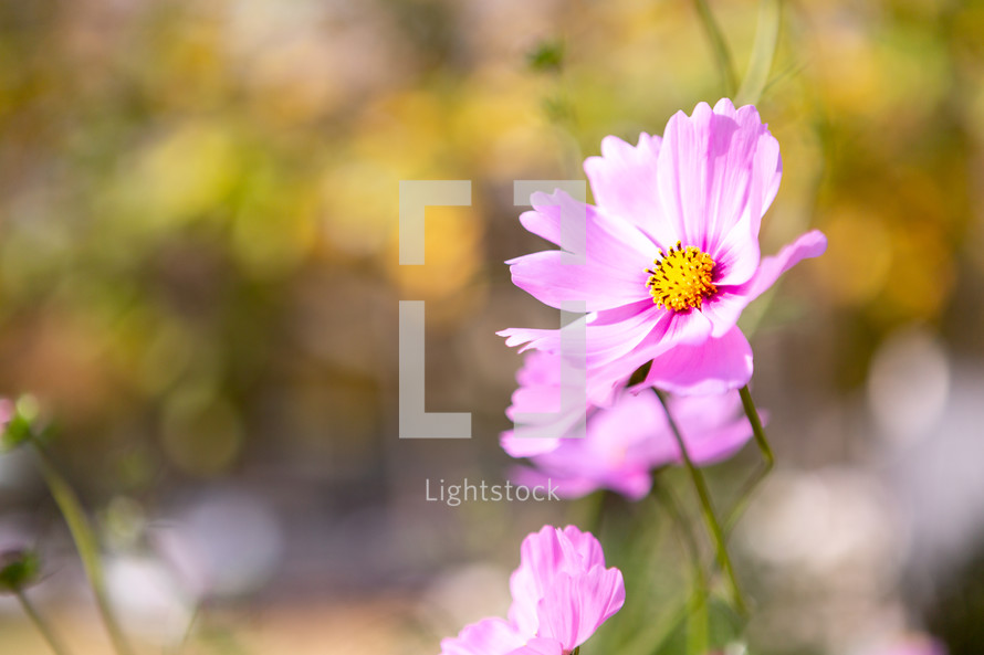 Pink Cosmos flower on sunny day