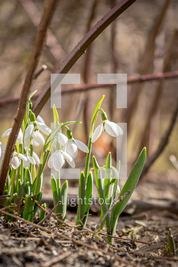 Snowdrops in early spring (vertical)