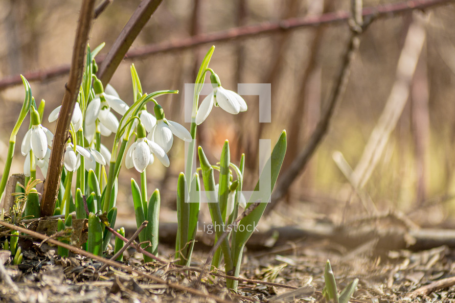 Snowdrops in early spring