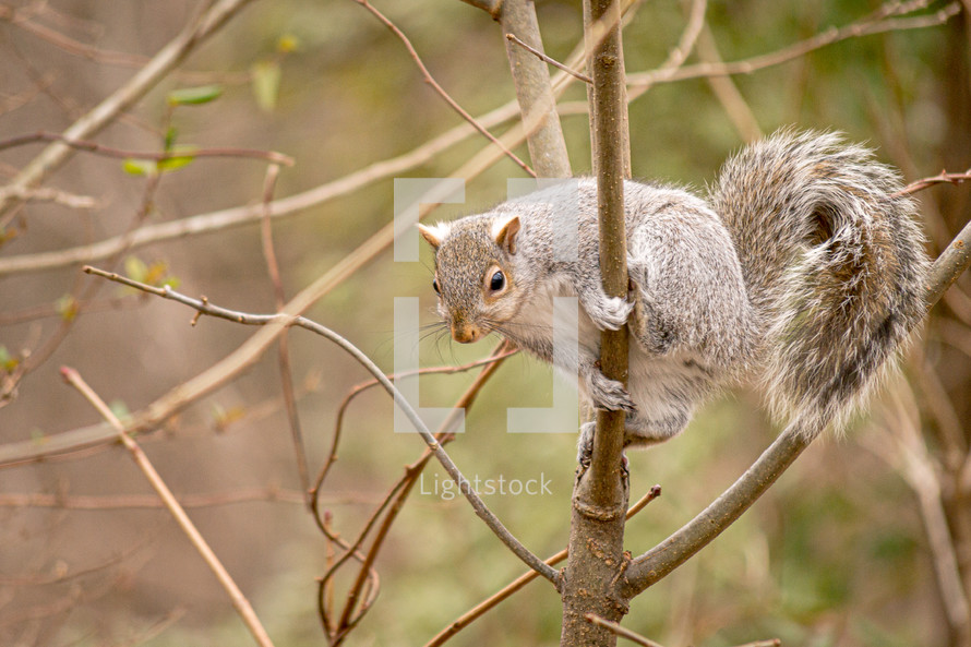 squirrel in a tree