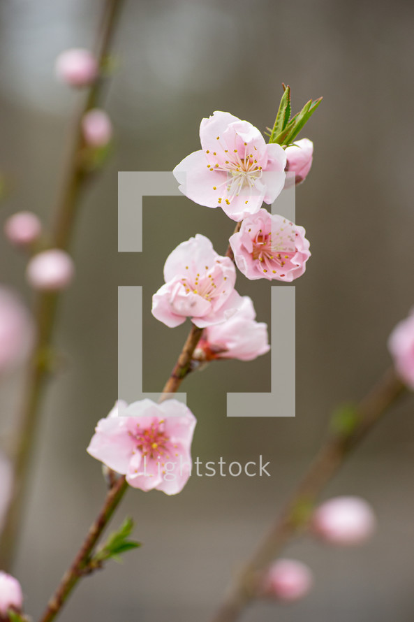 spring peach blossoms 