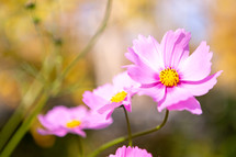 Pink Cosmos flowers in sunshine