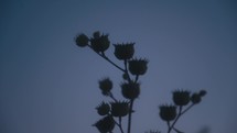 Silhouette Of A Plant At Blue Hour
