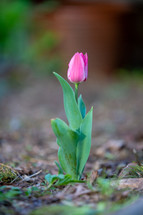 One pink tulip in garden