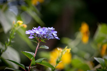 small purple flowers 