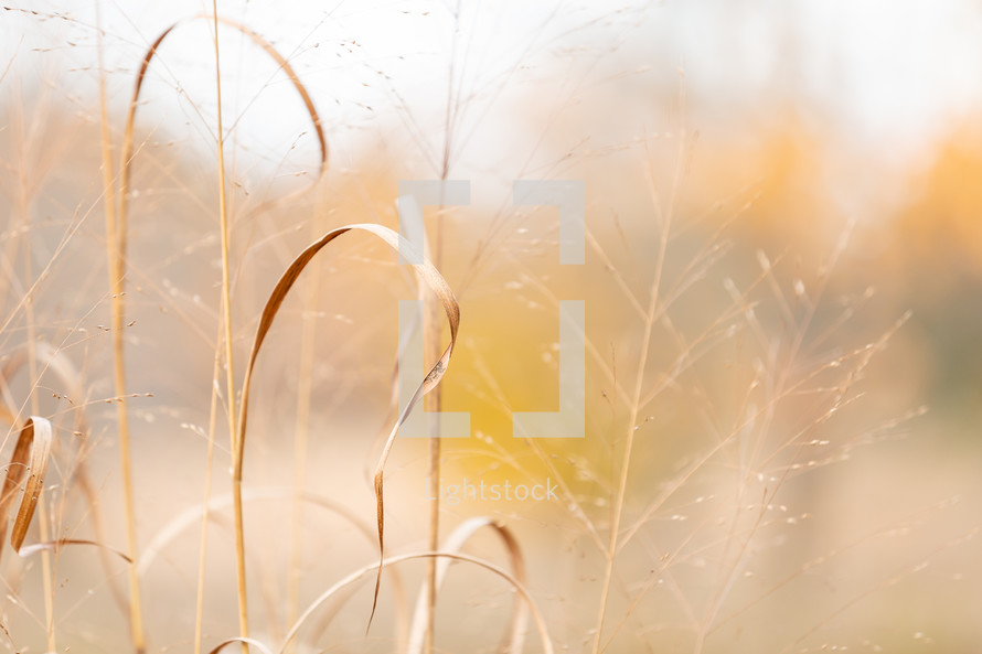 Delicate ends of brown grass