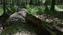 Dolly shot across a fallen tree with a green forest all around.
