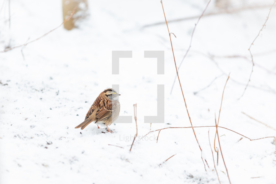 Small sparrow alone on snow